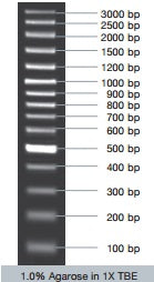 VC100bp DNA Ladder (ready-to-use)