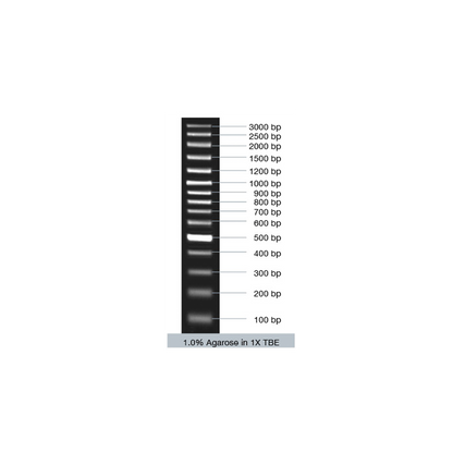 VC100bp Plus DNA Ladder (ready-to-use)