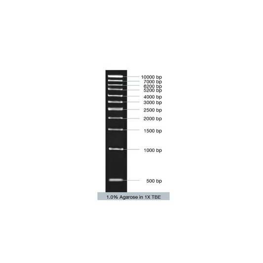 VC1kb DNA Ladder