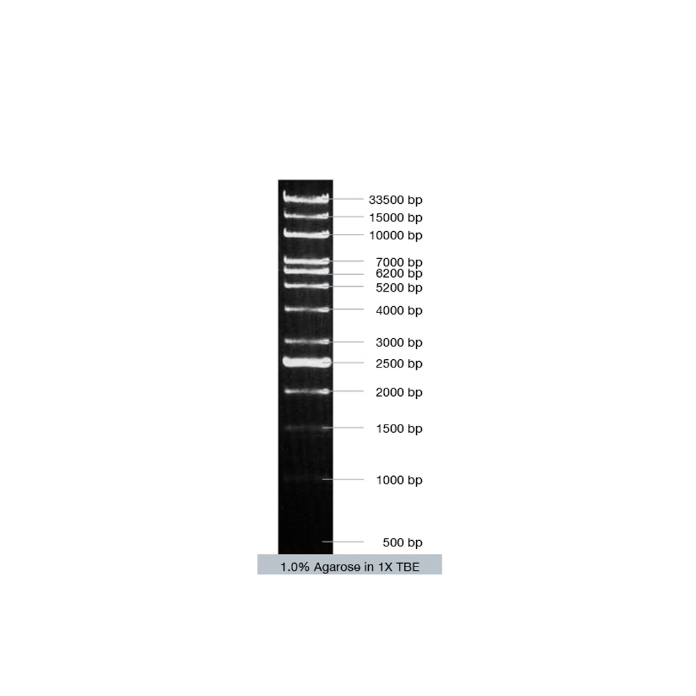 VC 1kb-Ex DNA Ladder - Q2UB