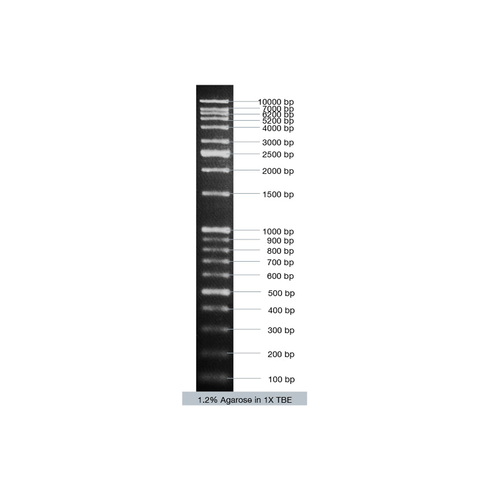 VC DNA Ladder Mix - Q2UB