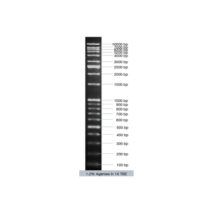 VC DNA Ladder Mix - Q2UB
