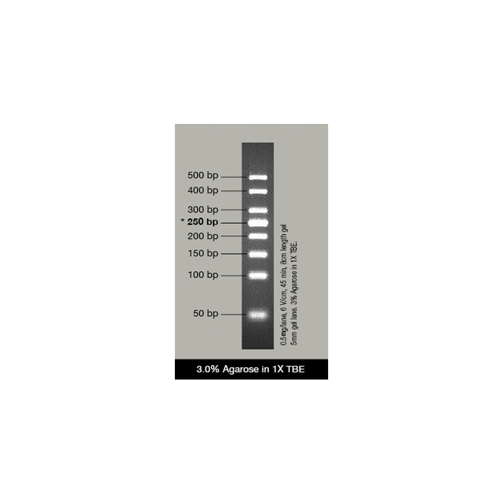 VC 50bp DNA Ladder (ready-to-use)