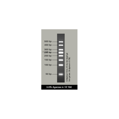 VC 50bp DNA Ladder (ready-to-use)