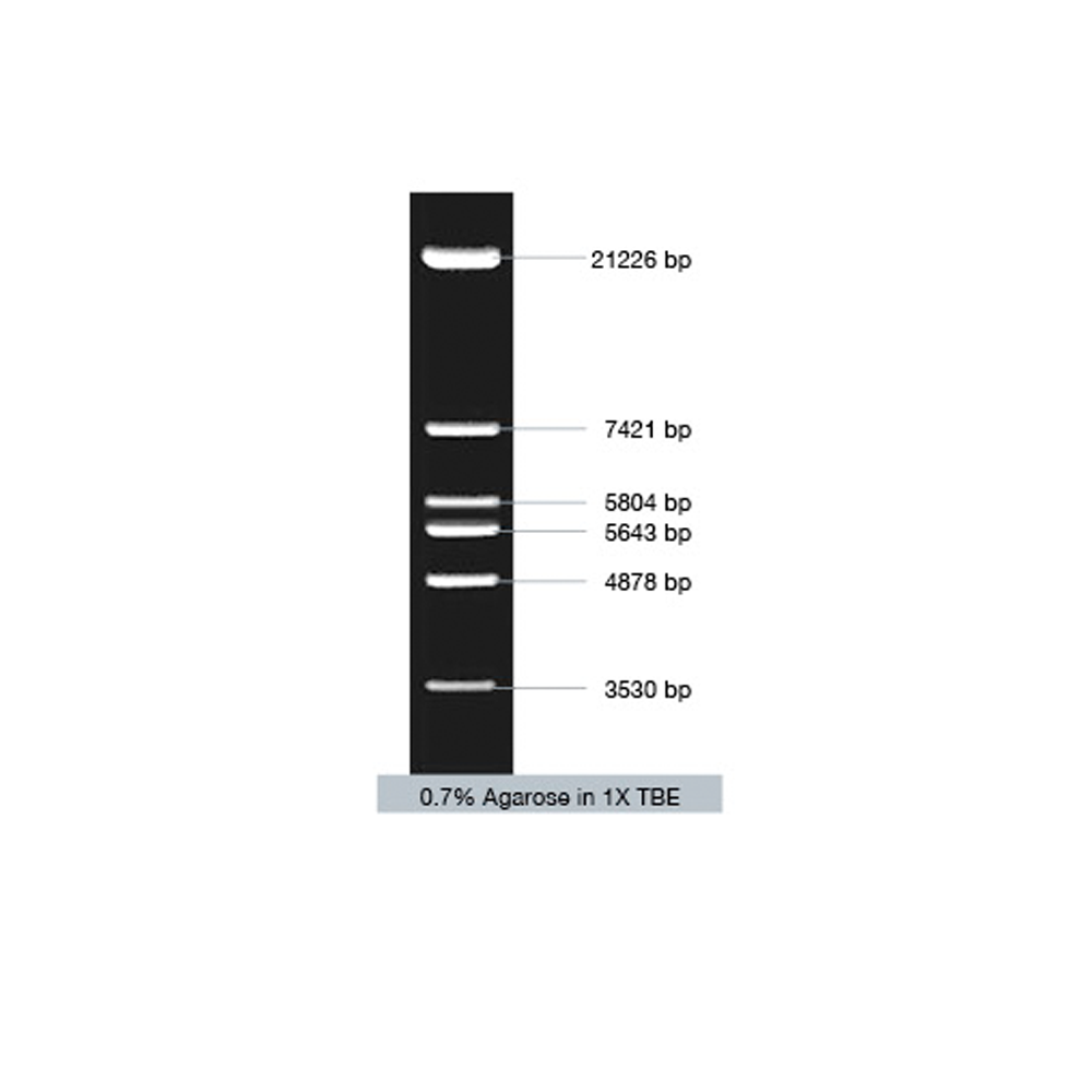 VC Lambda / EcoR I Marker - Q2UB