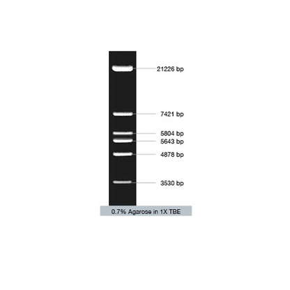 VC Lambda / EcoR I Marker - Q2UB