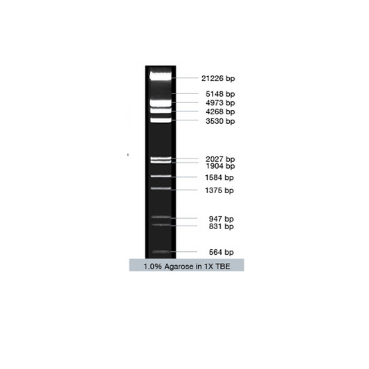 VC Lambda / EcoR I + Hind III Marker