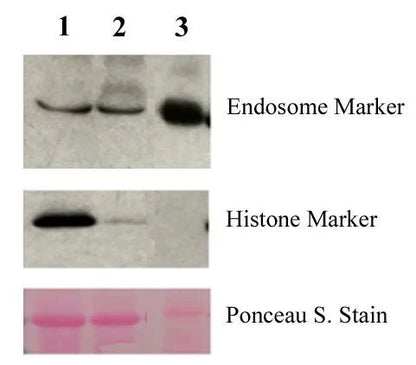 MinuteTM Plant Endosome Enrichment Kit