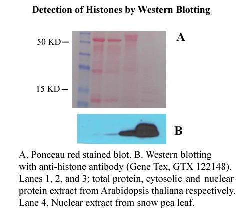 MinuteTM Plant Cytosolic and Nuclear Protein Isolation Kit