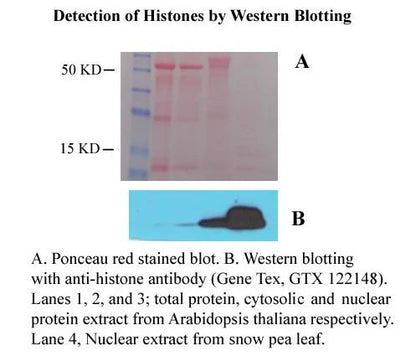 MinuteTM Plant Cytosolic and Nuclear Protein Isolation Kit
