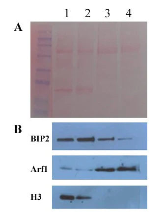 MinuteTM Plant Golgi Apparatus Enrichment Kit