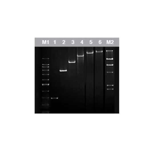 MaxTaq DNA Polymerase  (5U/µl)