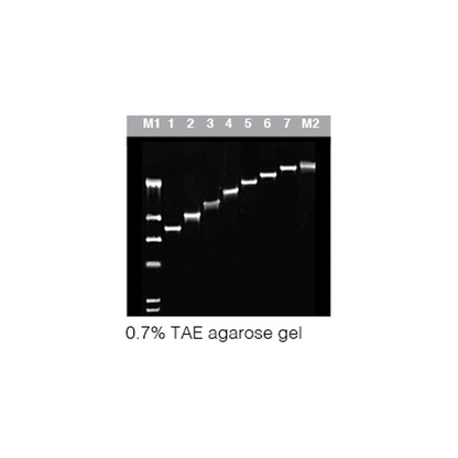 MaxTaq DNA Polymerase  (5U/µl)