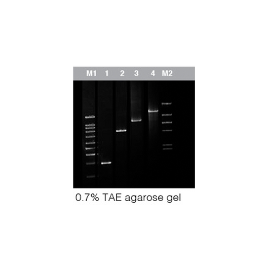 AtTaq DNA Polymerase  (5U/µl)