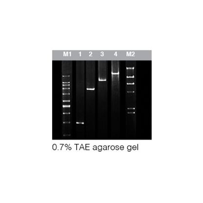 Chromo AtTaq DNA Polymerase  (1U/µl)