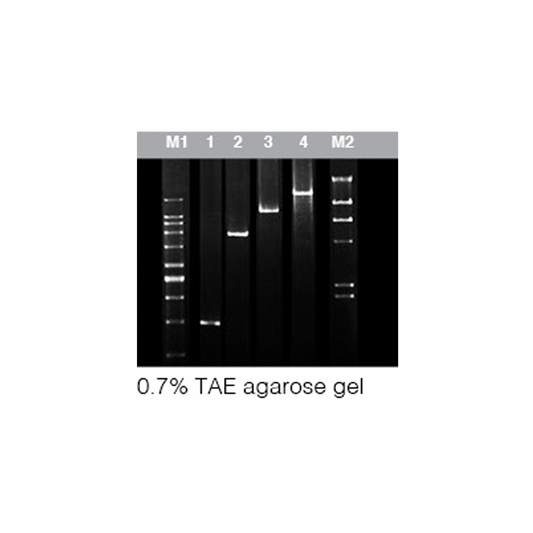 Chromo AtTaq DNA Polymerase  (1U/µl)