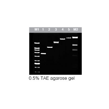 AtMax Taq DNA Polymerase  (2.5U/µl)