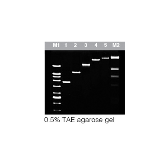 AtMax Taq DNA Polymerase  (2.5U/µl)