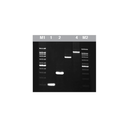 Pfu DNA Polymerase  (5U/µl)