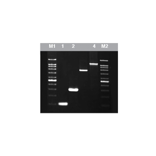 Pfu DNA Polymerase  (5U/µl)