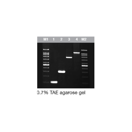 Chromo Pfu DNA Polymerase  (1U/µl)