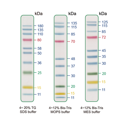 NEXT 10 Prestained Protein Ladder (10 bands, 4 colors)
