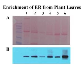 MinuteTM Plant ER Enrichment Kit