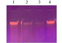 MinuteTM Single Nuclei Isolation Kit for Plant Tissues