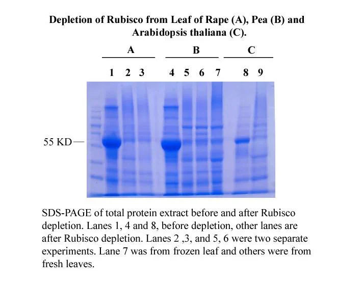 MinuteTM Rubisco Depletion Kit