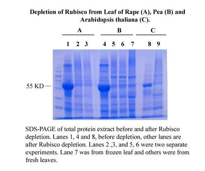 MinuteTM Rubisco Depletion Kit