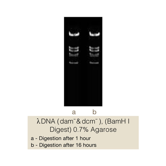 ApaI - Q2UB