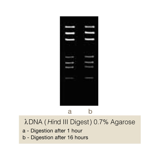 DinI - Q2UB