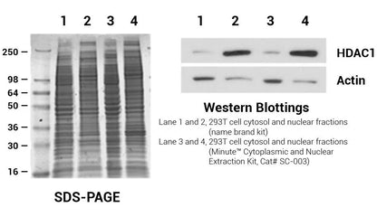Minute TM Cytoplasmic and Nuclear Fractionation kit