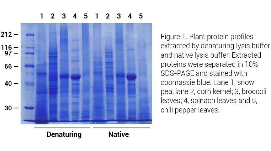 Minute TM Total Protein Extraction Kit for Plant Tissues