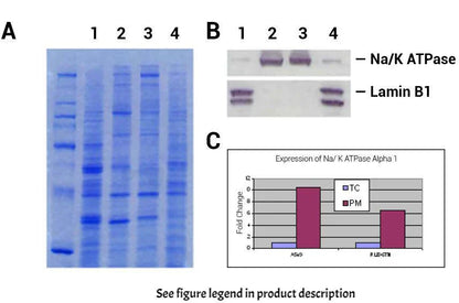 Minute TM Plasma Membrane Protein Isolation Kit