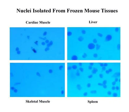 MinuteTM Single Nucleus Isolation Kit for Tissues/Cells