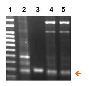 BioStab PCR Optimizer