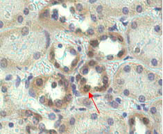 anti-Nampt (Visfatin/PBEF), mAb (OMNI379)