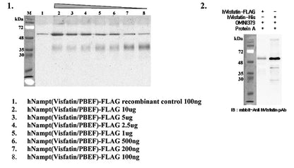 anti-Nampt (Visfatin/PBEF), mAb (OMNI379)
