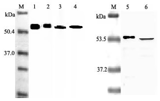 anti-Nampt (Visfatin/PBEF), mAb (OMNI379)