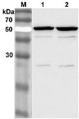 anti-Nampt (Visfatin/PBEF), mAb (OMNI379)
