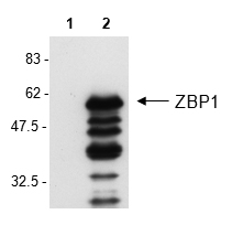 anti-ZBP1, mAb (Zippy-1)