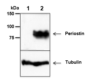 anti-Periostin, mAb (Stiny-1)