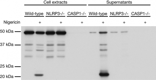 anti-Caspase-1 (p20) (mouse), mAb (Casper-1)