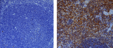 anti-Caspase-1 (p20) (mouse), mAb (Casper-1)