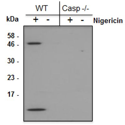 anti-Caspase-1 (p10) (mouse), mAb (Casper-2)