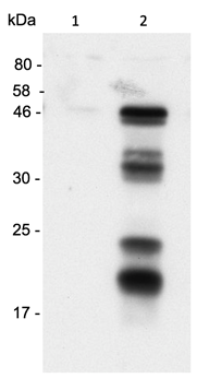 anti-Caspase-1 (p20) (human), mAb (Bally-1)