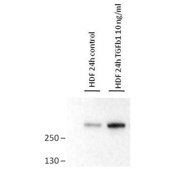 anti-Fibronectin (EDA), mAb (blocking) (IST-9) (preservative free)