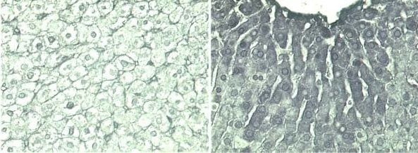anti-Poly(ADP-ribose) [PAR], mAb (10H)