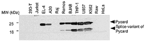 anti-Asc, pAb (AL177)